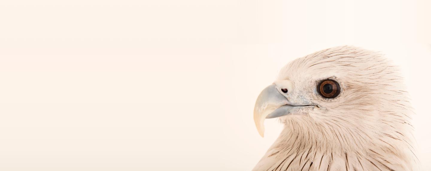 portrait of an eagle